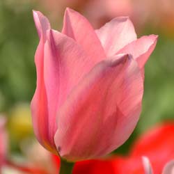 Tulipn fosteriana 'Albert Heijn'